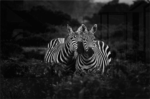 Two Zebras Nuzzling - Walljar