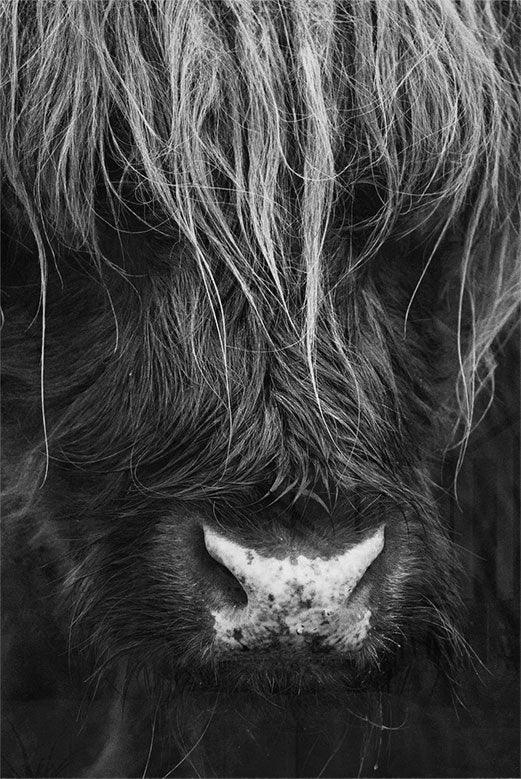 Close up Ox - Walljar