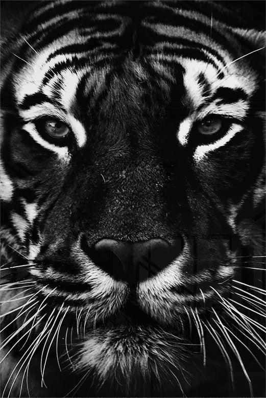 Facing Tiger - Walljar