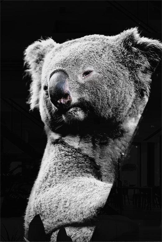 Hanging Koala - Walljar