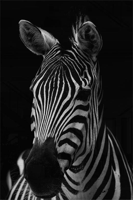 Mysterious Zebra - Walljar