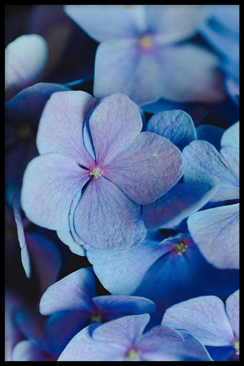 Blue Violet - Walljar