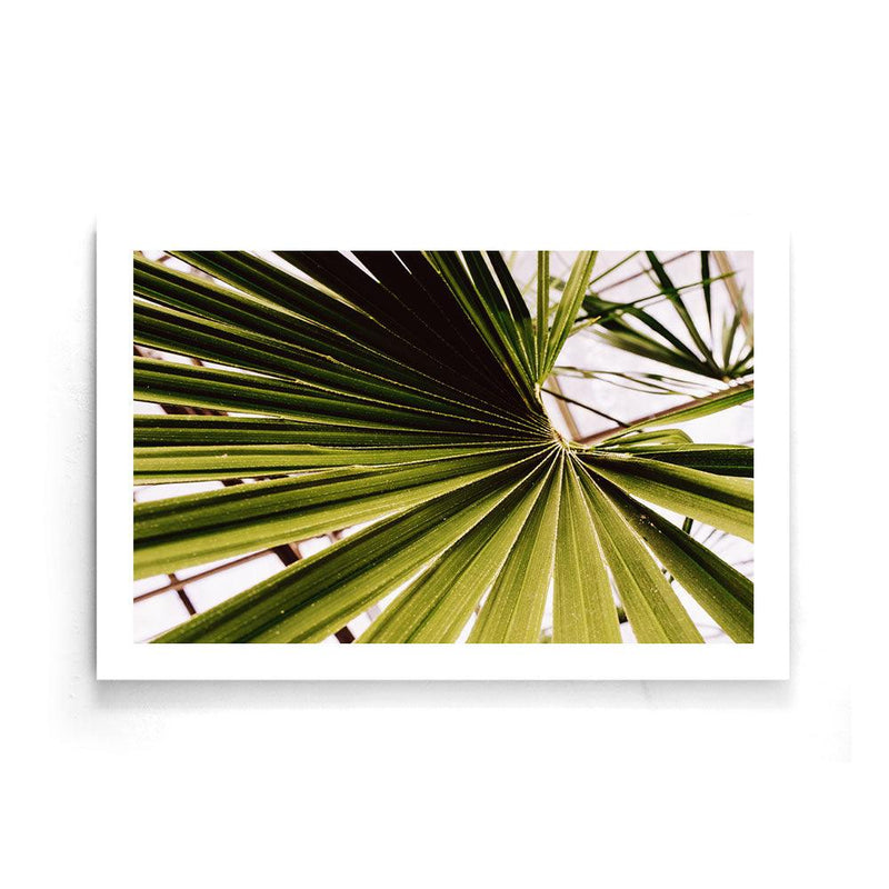 Palm poster