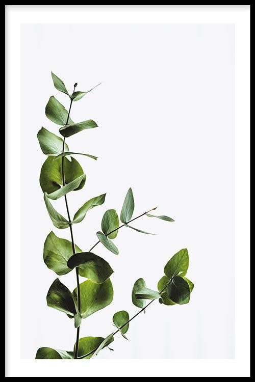 Planten poster