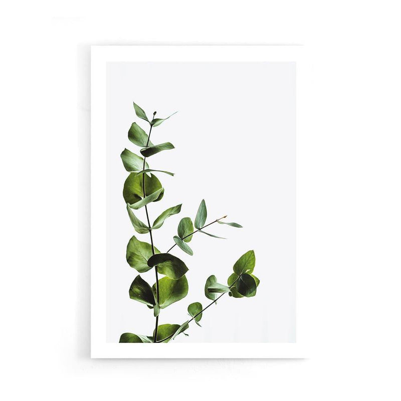 Plant Leaves poster