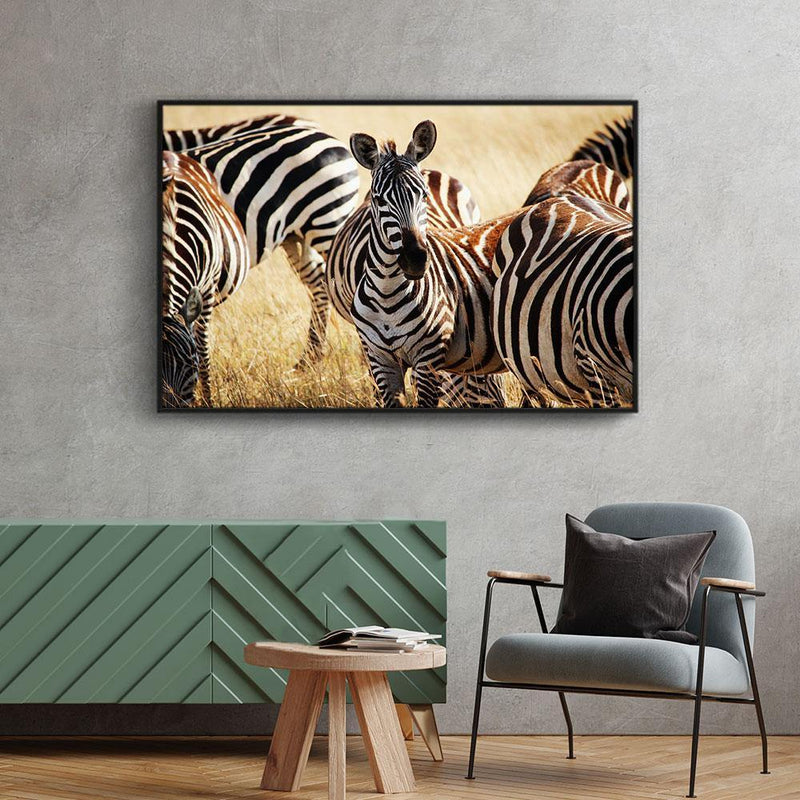 Zebra poster