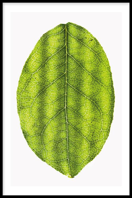 Bestel de botanische poster Leaf online | Walljar.com