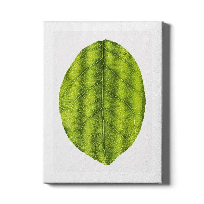 Leaf canvas