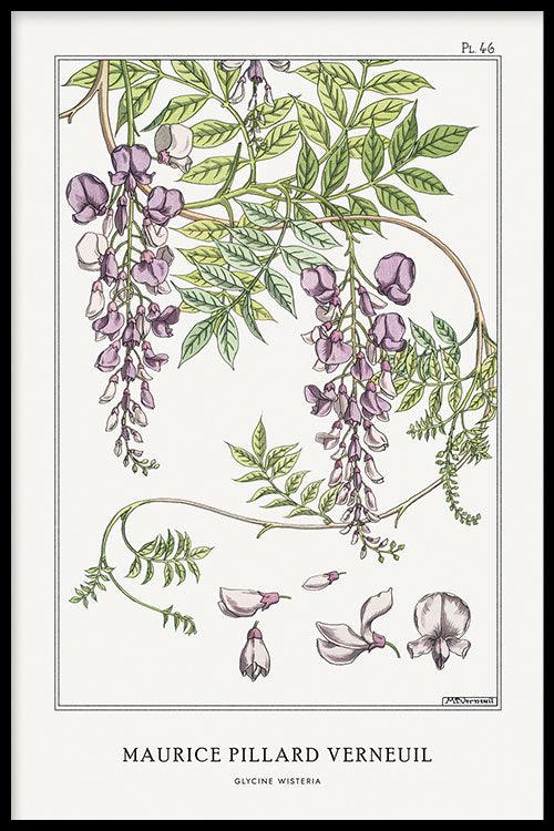Maurice Verneuil - Glycine (wisteria) - Walljar