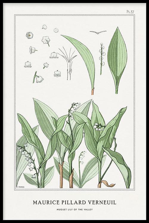 Maurice Verneuil - Muguet (lily of the valley) - Walljar