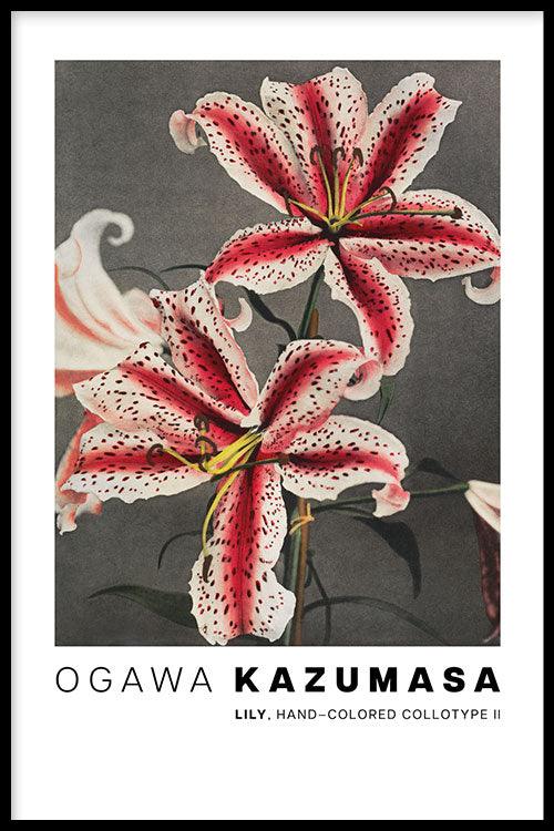 Ogawa Kazumasa - Lily, hand–colored collotype II - Walljar