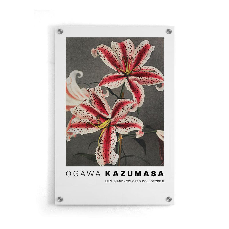Ogawa Kazumasa - Lily, hand–colored collotype II - Walljar