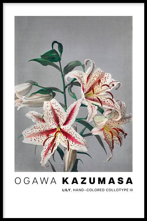 Ogawa Kazumasa - Lily, hand–colored collotype III - Walljar
