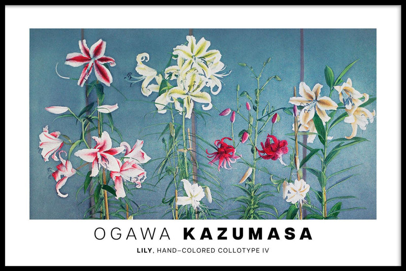Ogawa Kazumasa - Lily, hand–colored collotype IV - Walljar