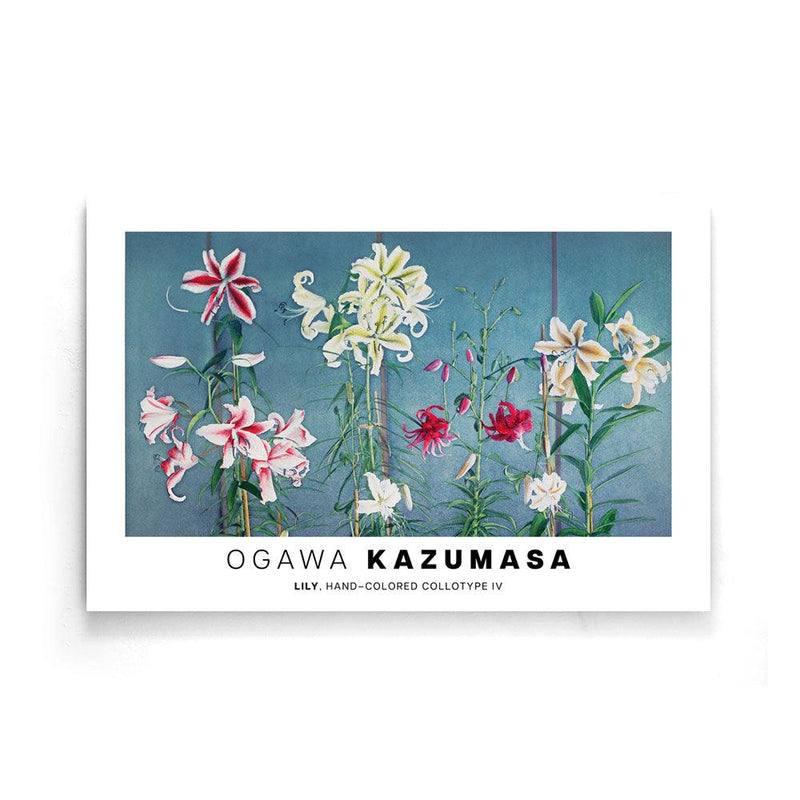 Ogawa Kazumasa - Lily, hand–colored collotype IV - Walljar