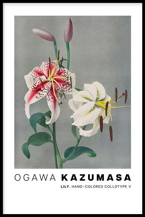 Ogawa Kazumasa - Lily, hand–colored collotype V - Walljar