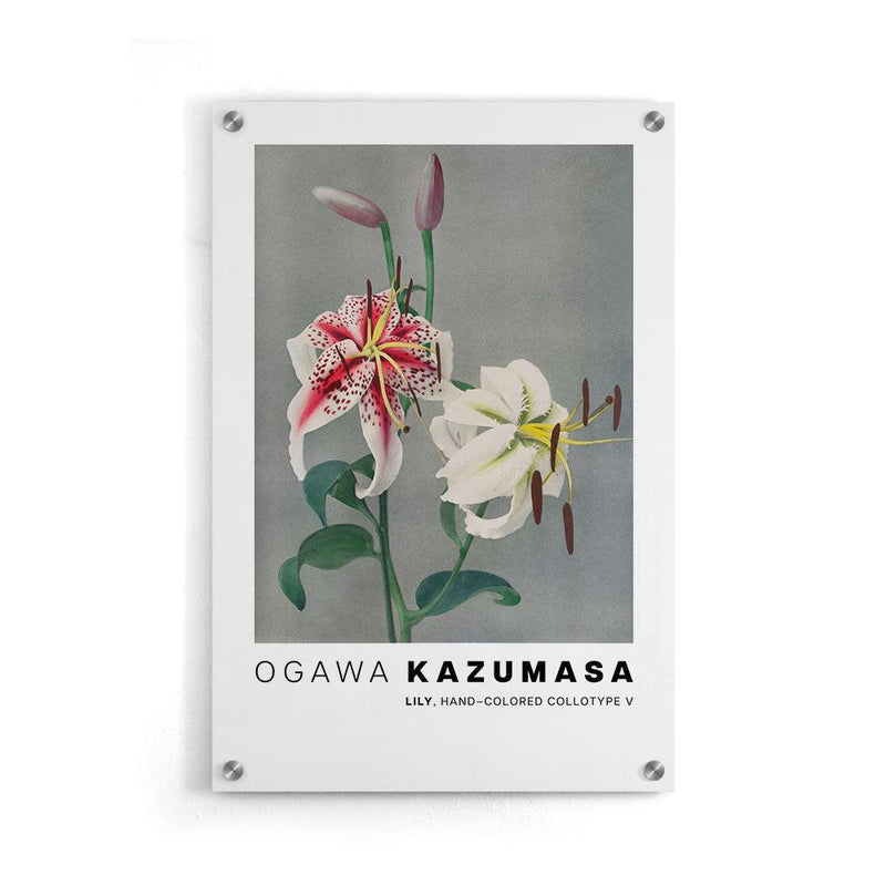 Ogawa Kazumasa - Lily, hand–colored collotype V - Walljar