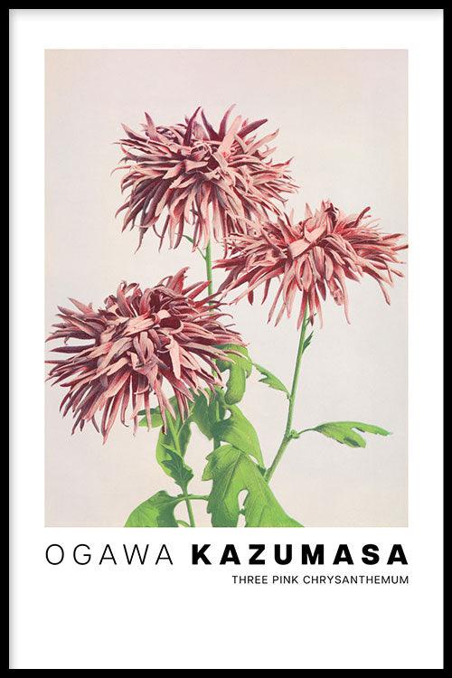 Ogawa Kazumasa - Three Pink Chrysanthemum - Walljar