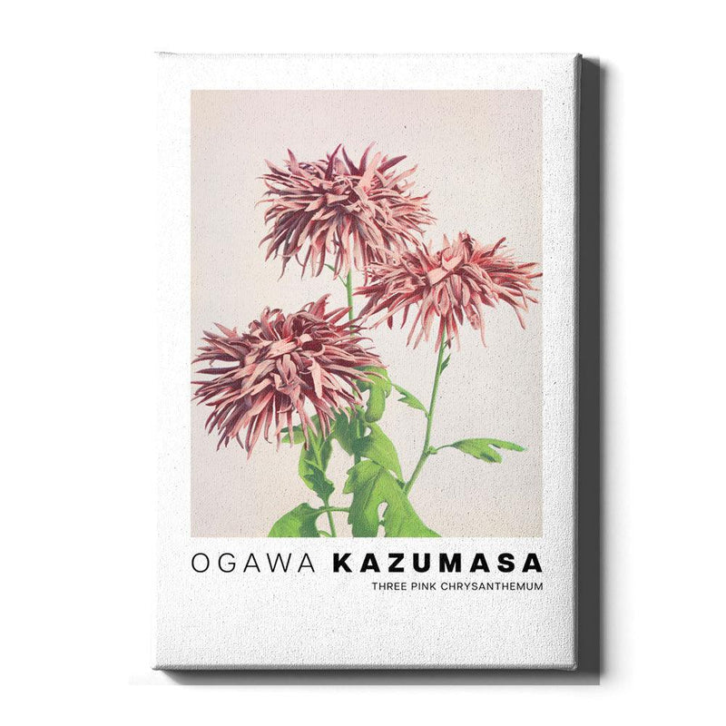 Ogawa Kazumasa - Three Pink Chrysanthemum - Walljar