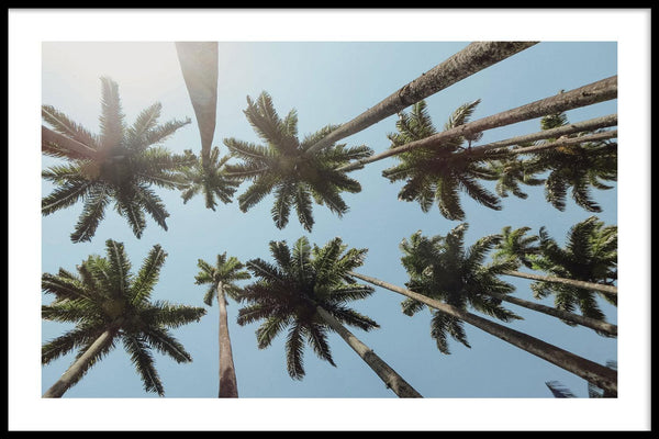 Onder De Palmbomen - Walljar