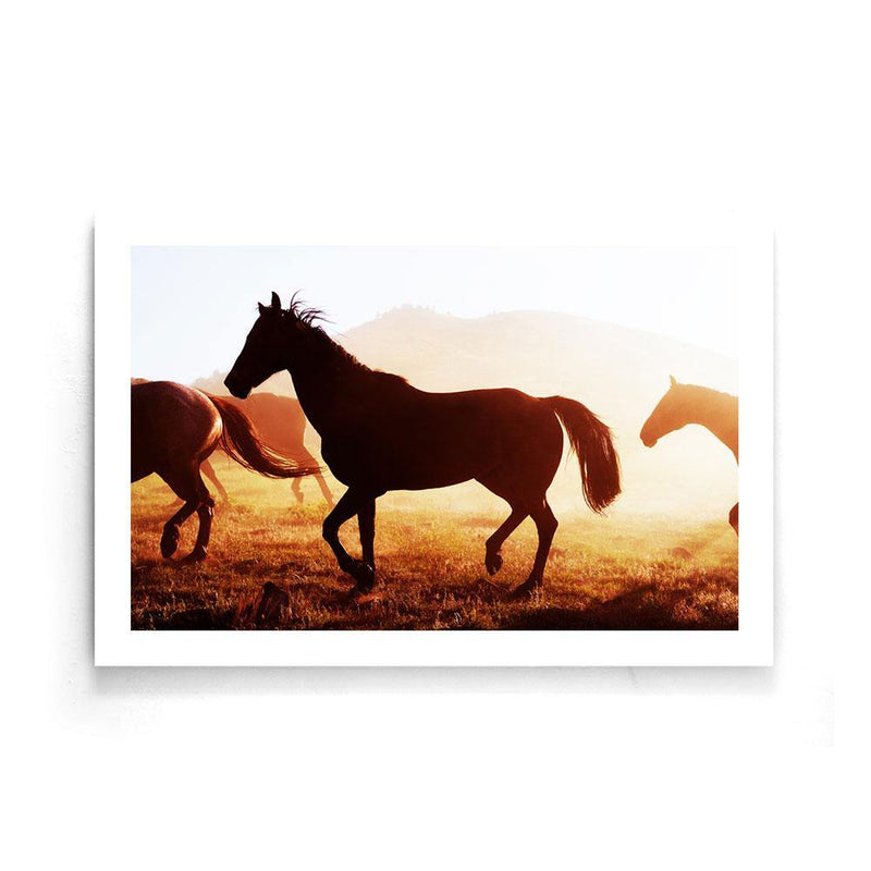 Paarden poster