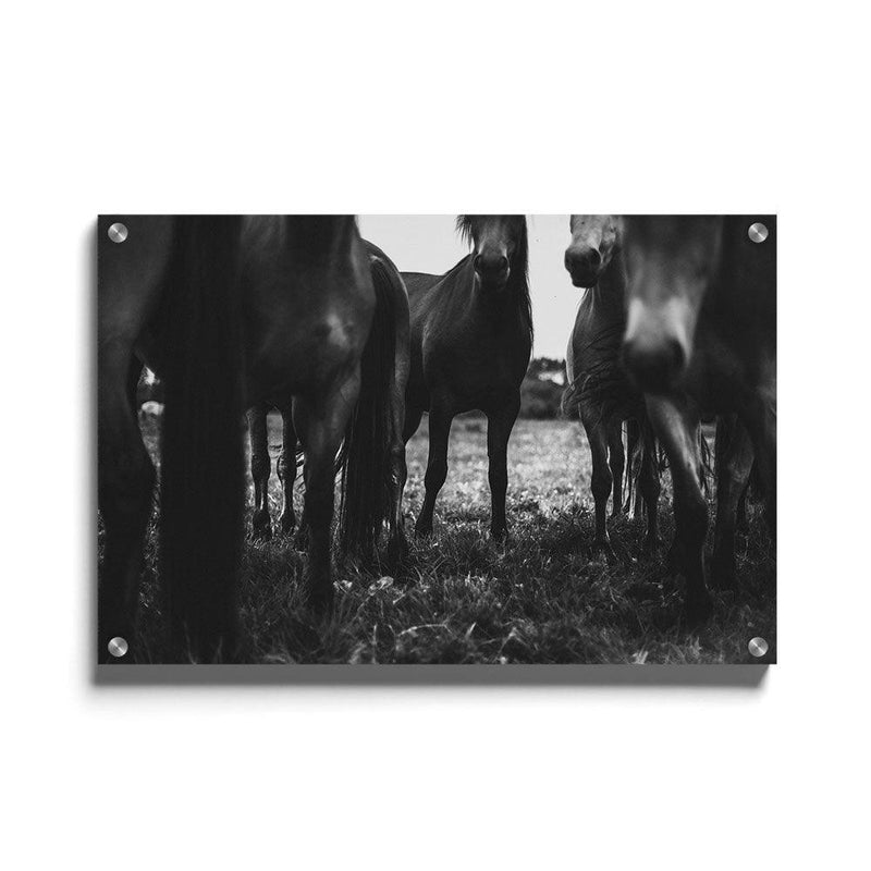 Paarden poster