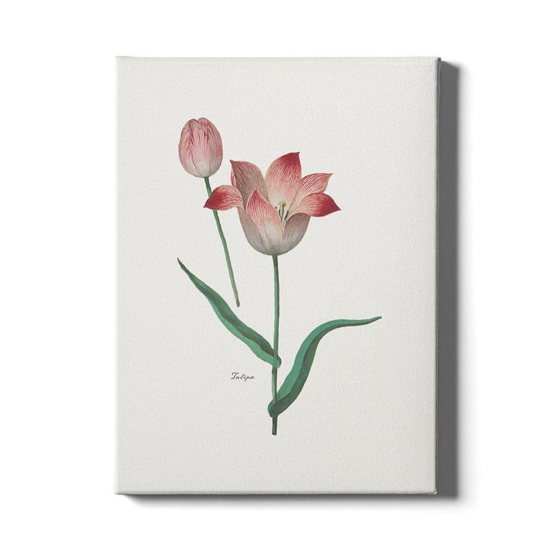 Canvas Tulipa II