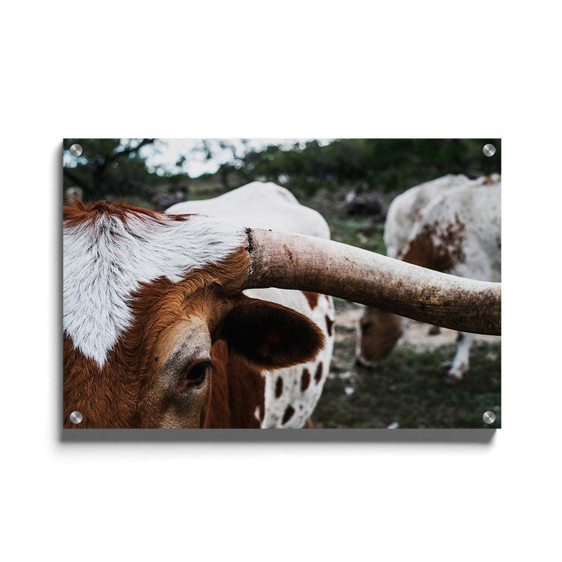 Poster koe